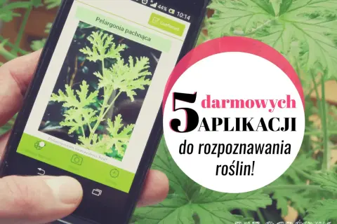 Smartfon z aplikacją do rozpoznawania roślin. Poznaj 5 darmowych aplikacji, które pomogą Ci zidentyfikować rośliny w Twoim ogrodzie.
