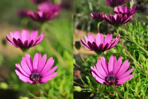 Dwa ujęcia kwiatów osteospermum. Po lewej stronie, z małą głębią ostrości, kwiaty są rozmyte. Po prawej, z większą głębią ostrości, są wyraźne.