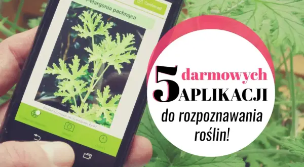 Smartfon z aplikacją do rozpoznawania roślin. Poznaj 5 darmowych aplikacji, które pomogą Ci zidentyfikować rośliny w Twoim ogrodzie.