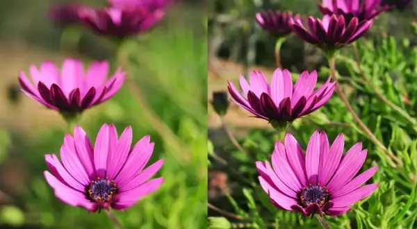 Dwa ujęcia kwiatów osteospermum. Po lewej stronie, z małą głębią ostrości, kwiaty są rozmyte. Po prawej, z większą głębią ostrości, są wyraźne.
