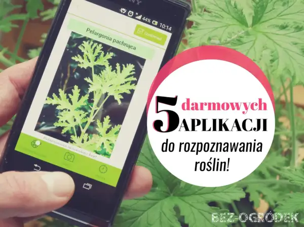Smartfon z aplikacją do rozpoznawania roślin. Poznaj 5 darmowych aplikacji, które pomogą Ci zidentyfikować rośliny w Twoim ogrodzie.